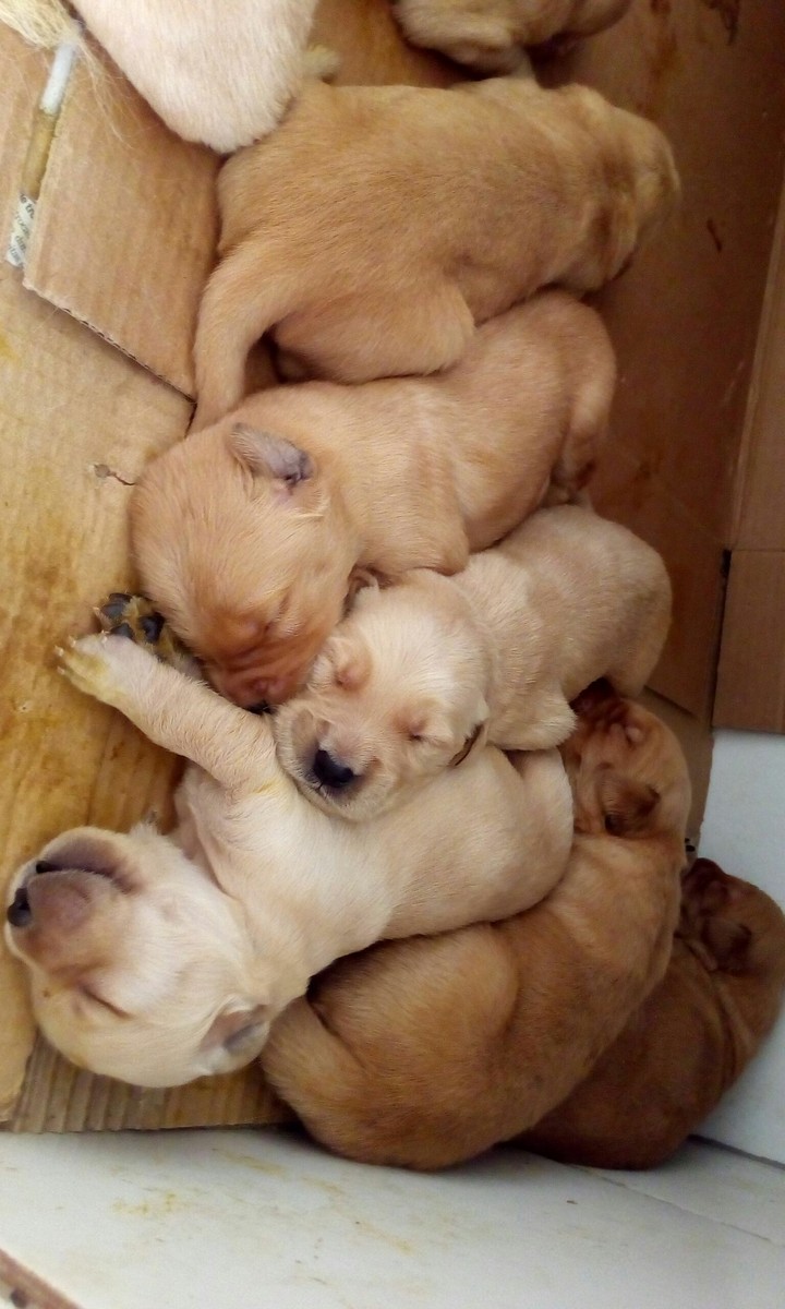 Golden retriever puppies
