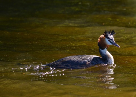 bird, mergus Hintergrundbilder