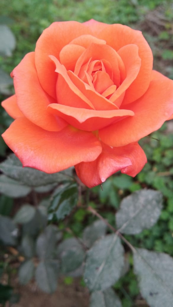 orange rose