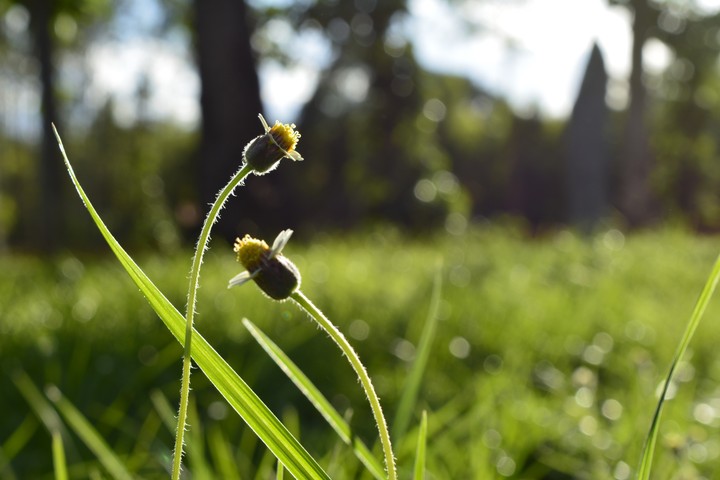 green nature