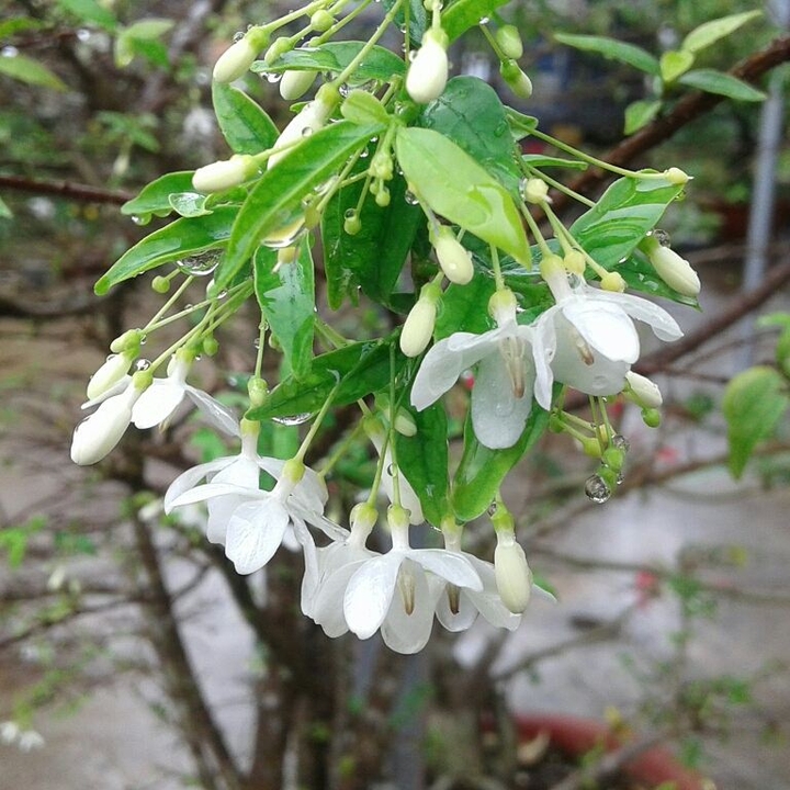 flower