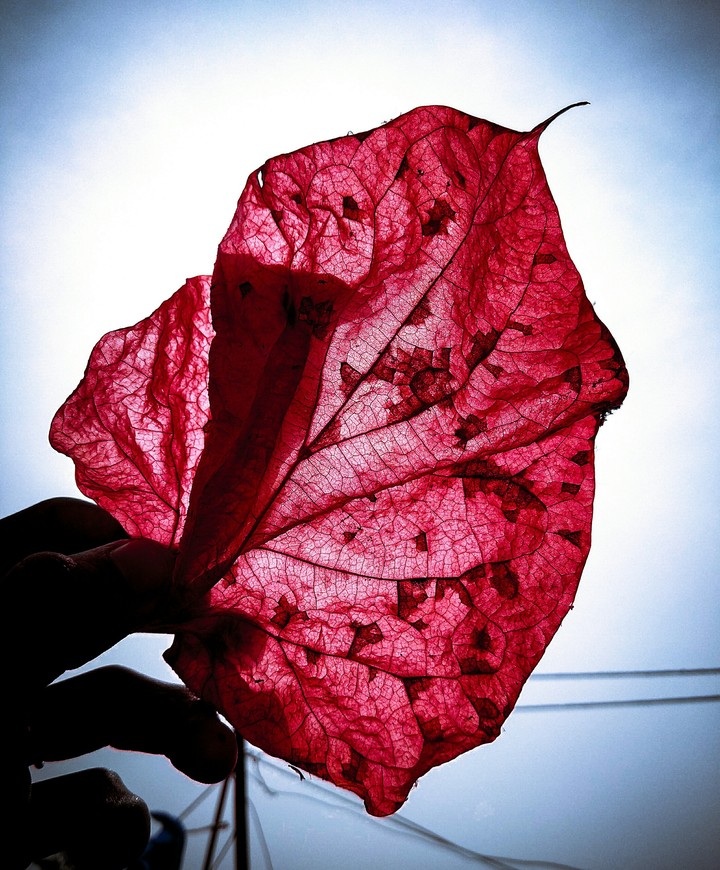 read leaf