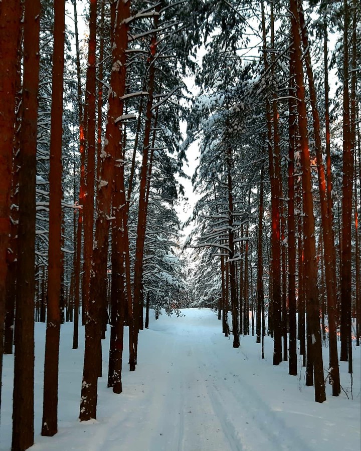 Walking in the forest