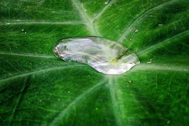colourful leaf