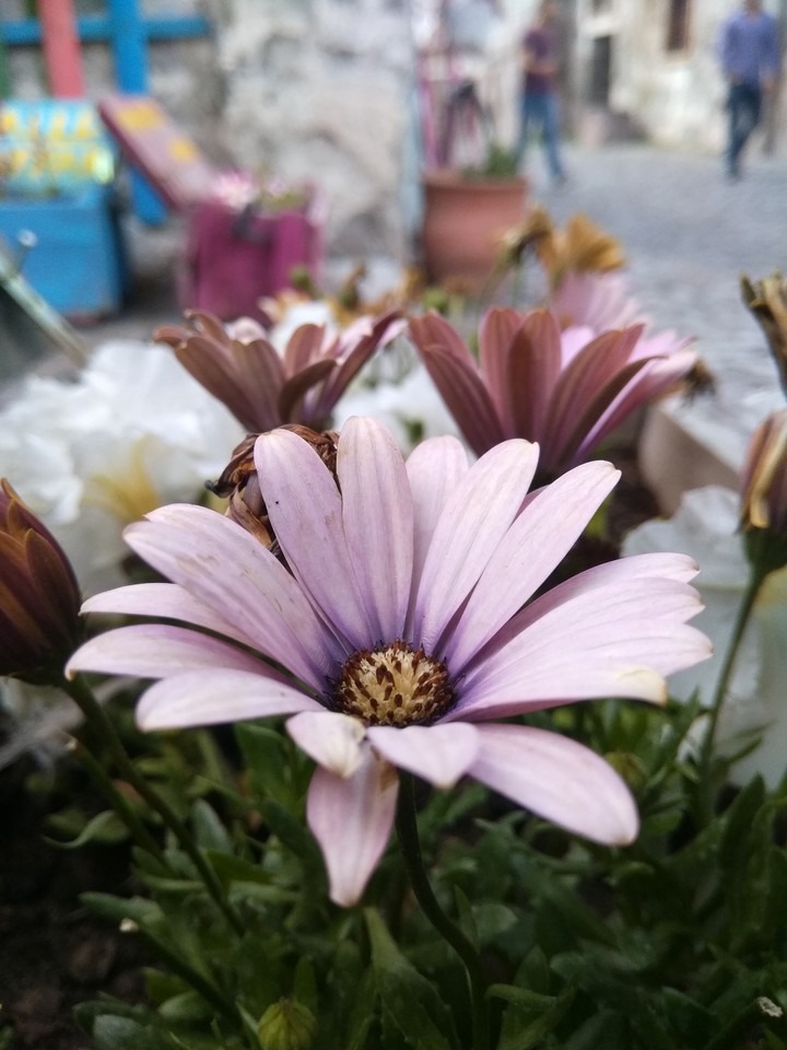 flower