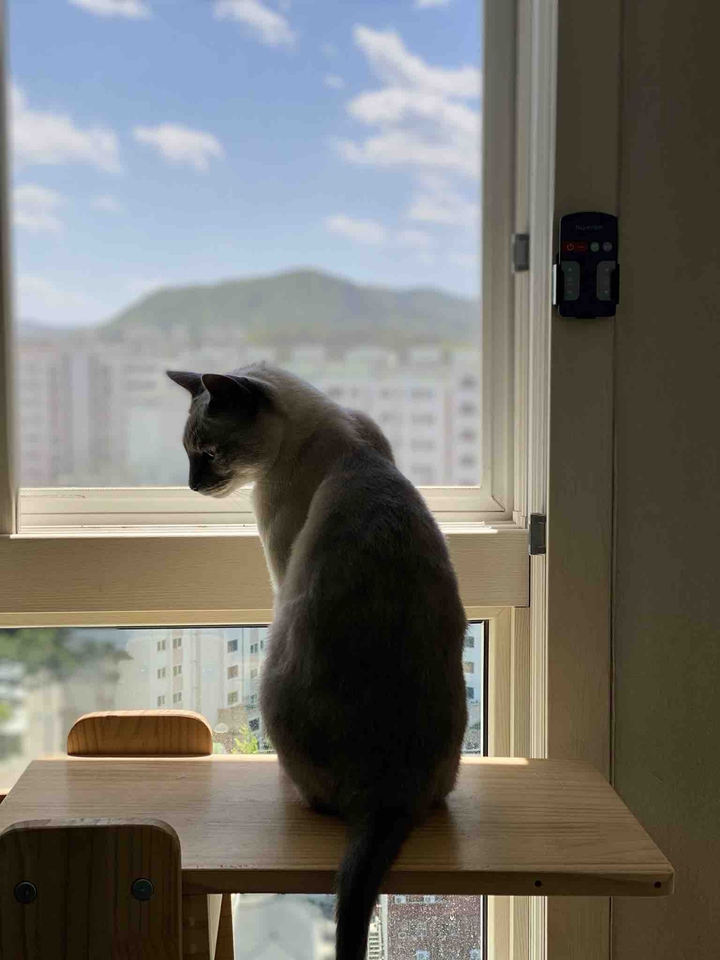고양이