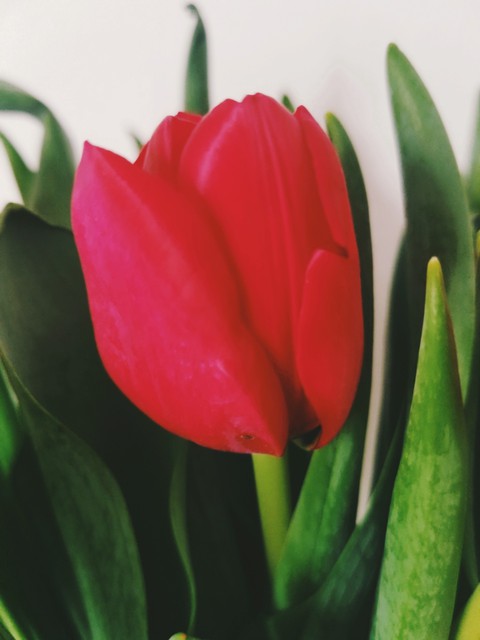 Valentine Rose