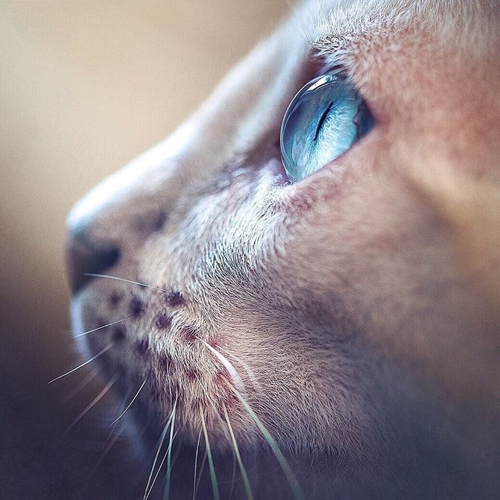 Cat Eyes