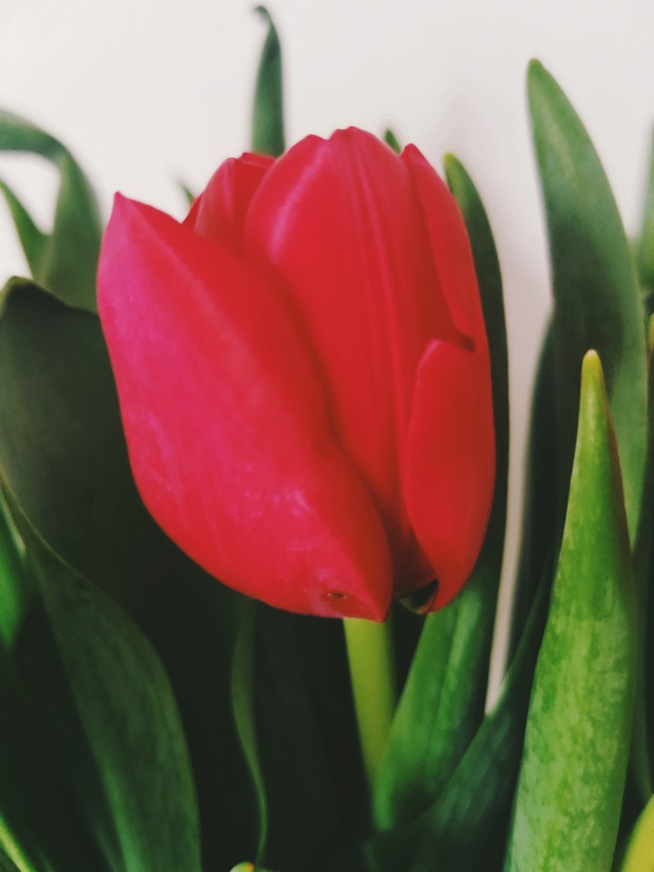 Valentine Rose