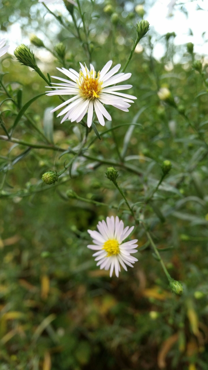 Natur
