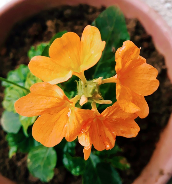 Orange flower