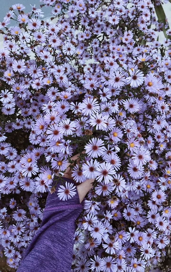 Daisy