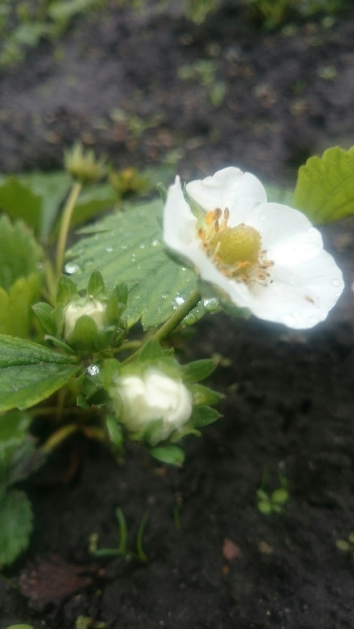 Flower strawberry