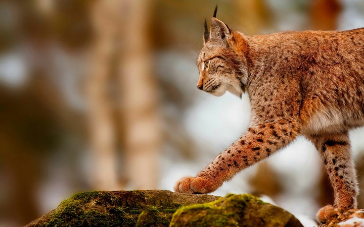 Bobcat
