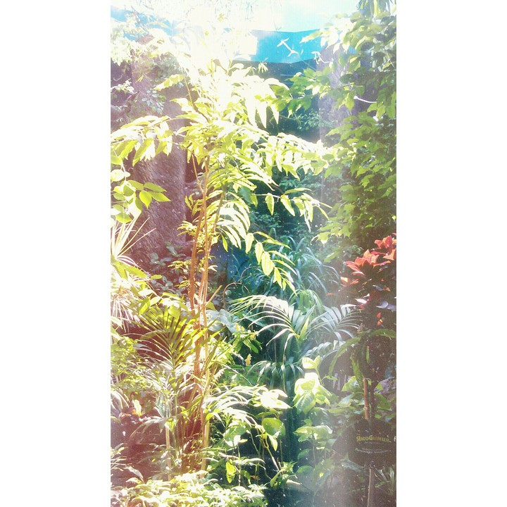 tree[\/\/] ;)