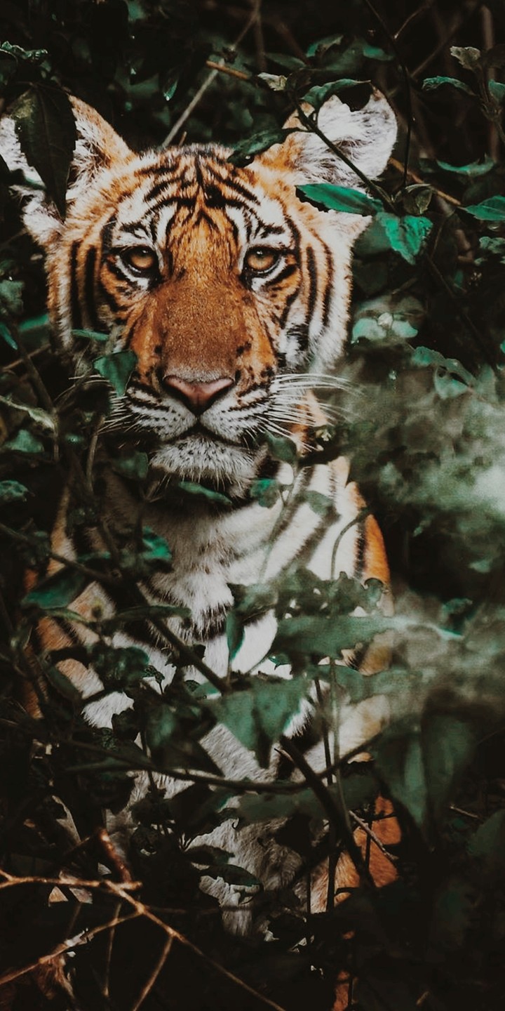 Tigger