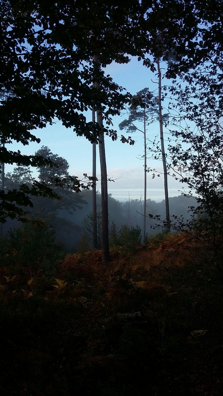 Forêt dans le brouillard