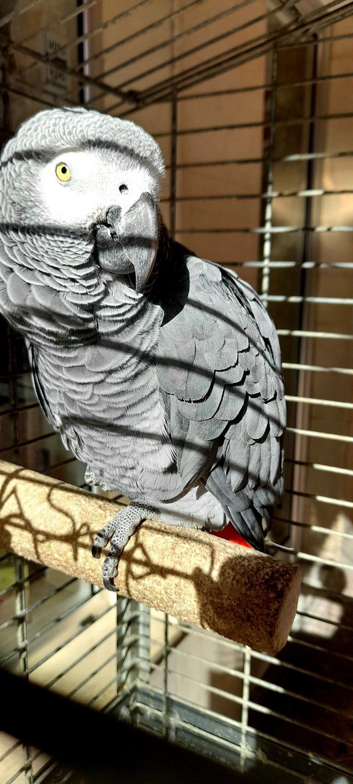 Red tail Coco