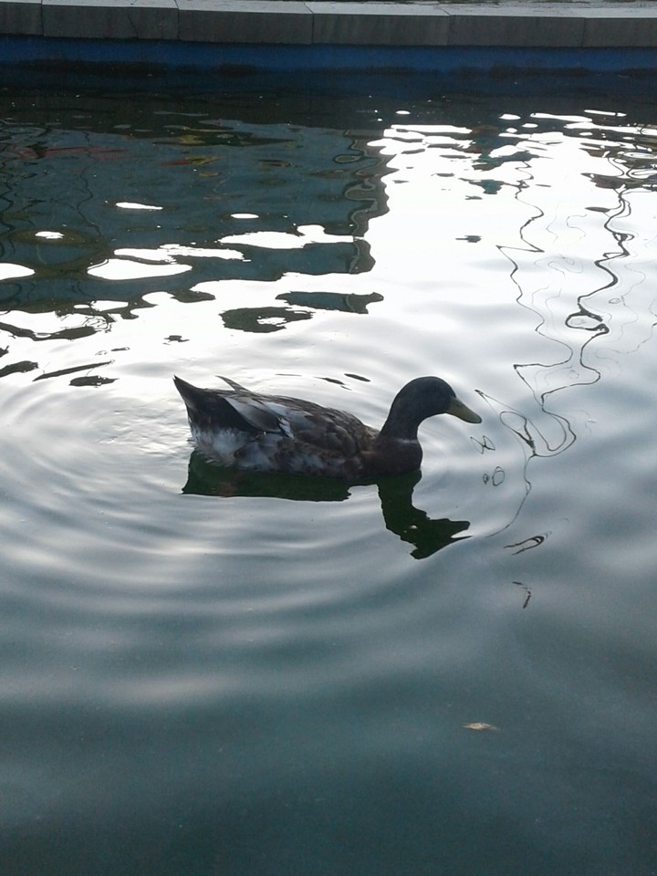 duck