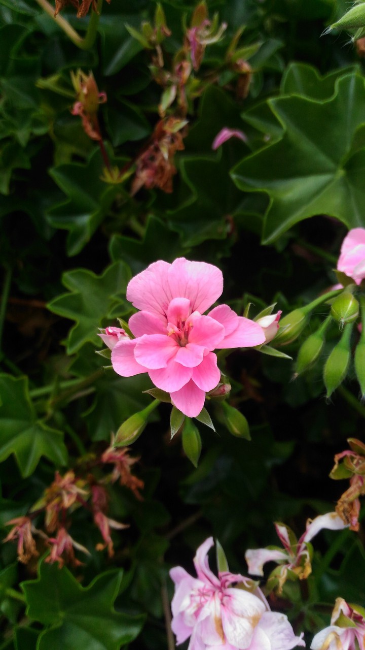 pink flower