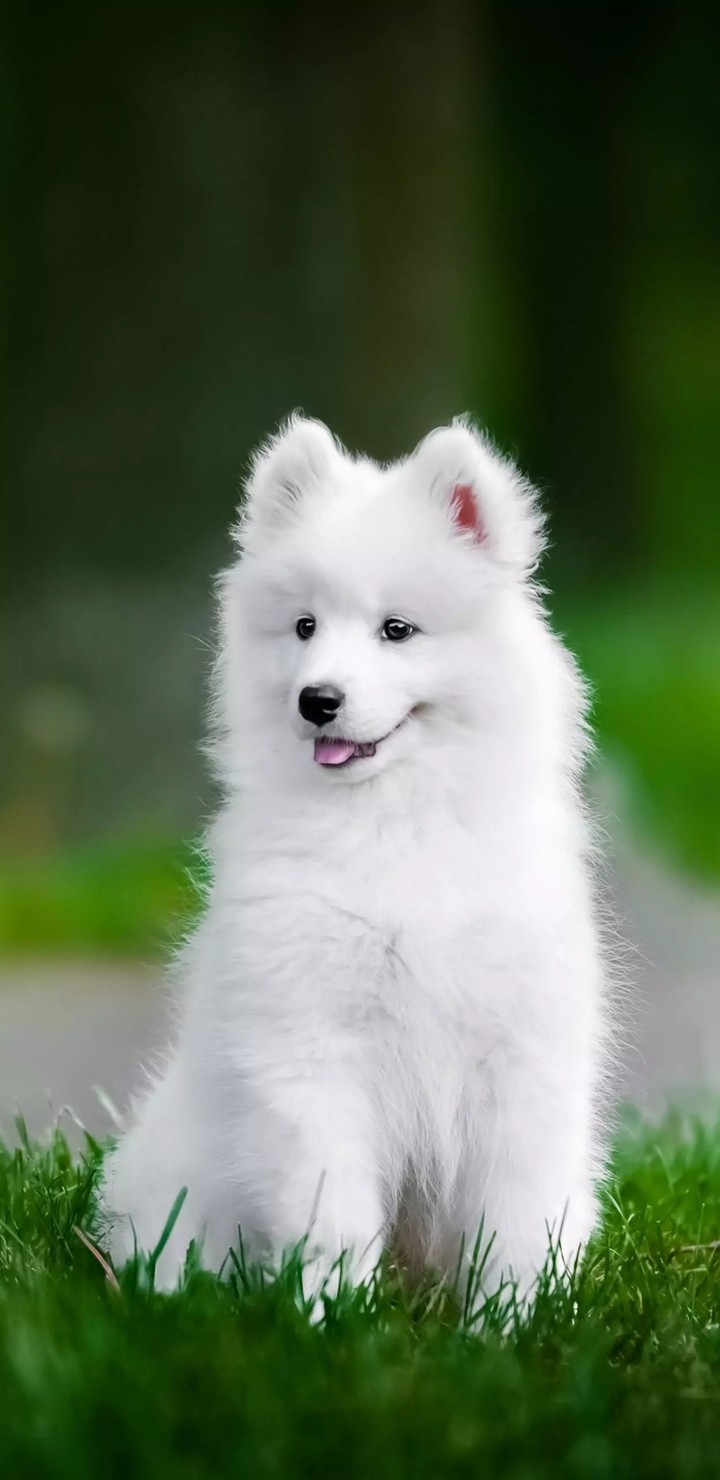 doggy