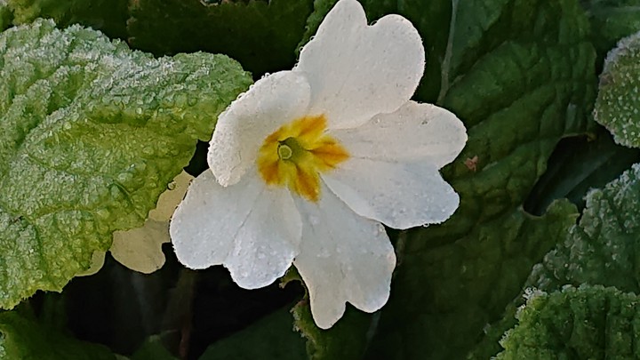 fleur blanche
