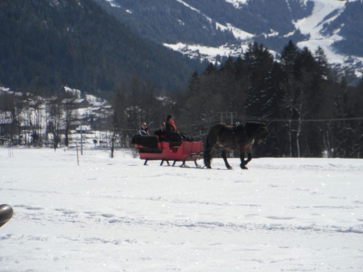 1horse open sleigh