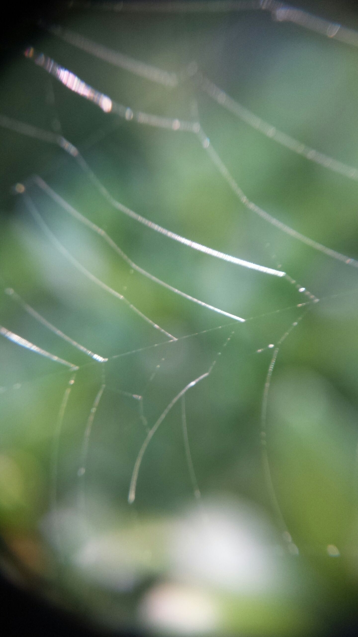 Web