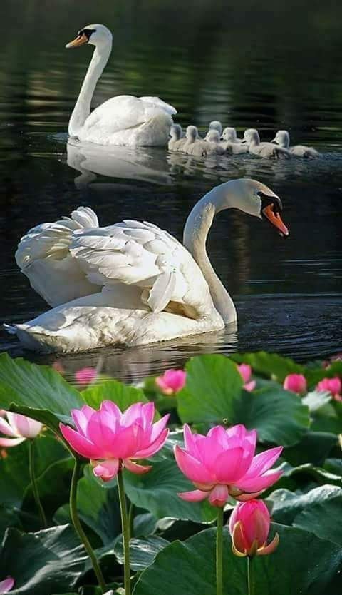 Flores de agua y cisnes.