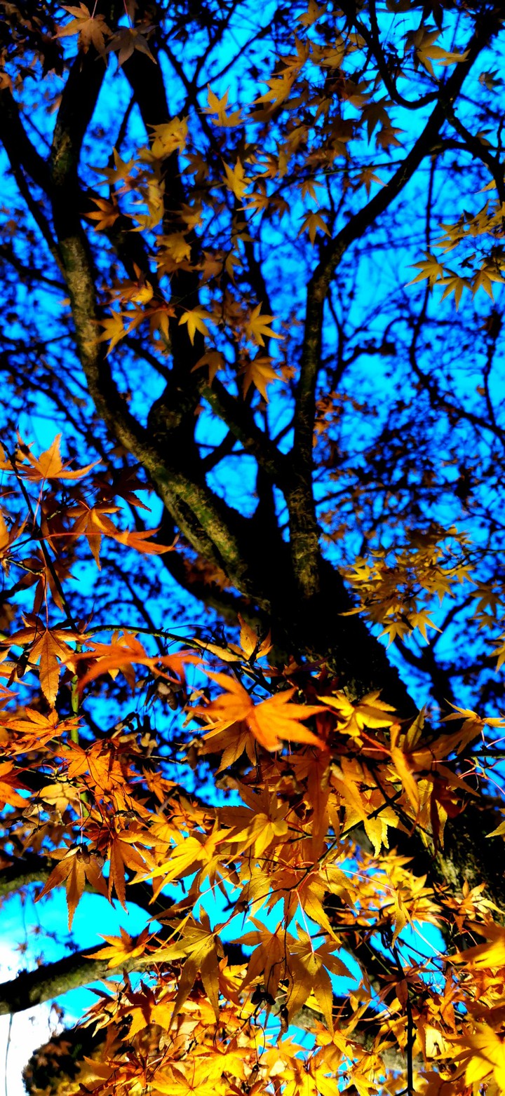 baum tree