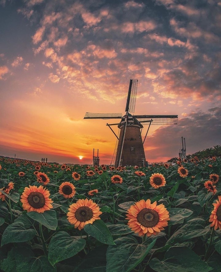 #sunflowers