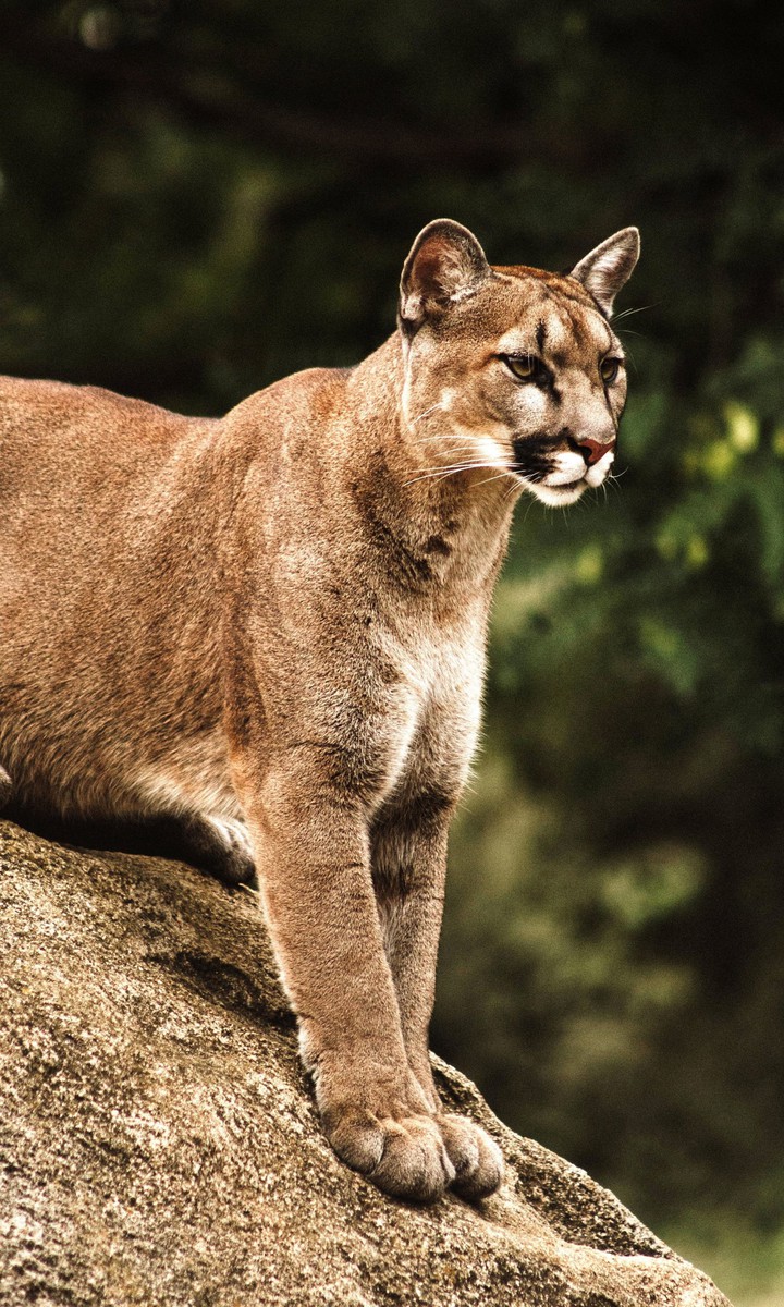 Animal