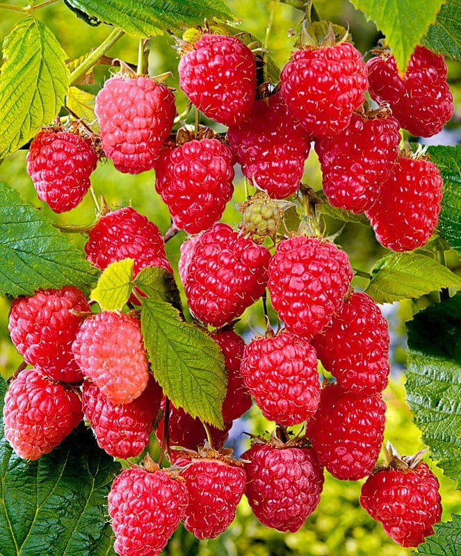 Raspberry