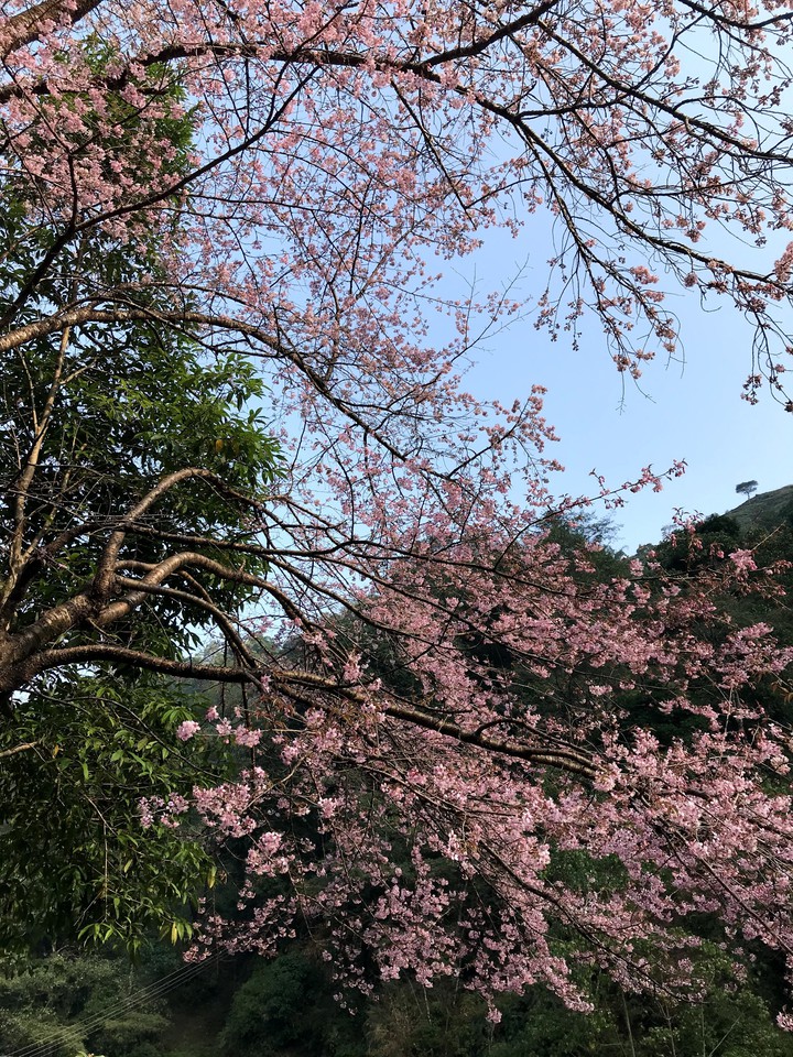 blossom
