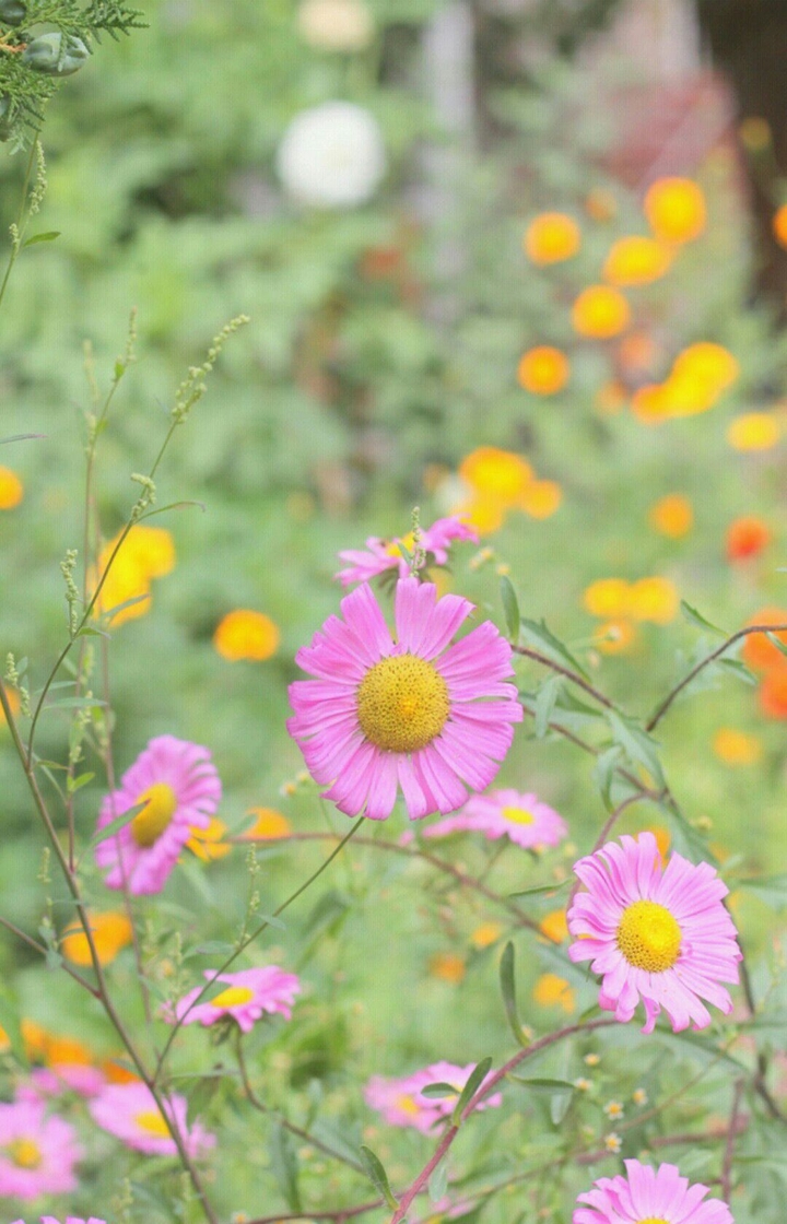 flower 