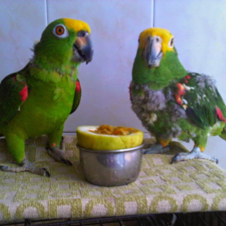LINDA Y PANCHITO
