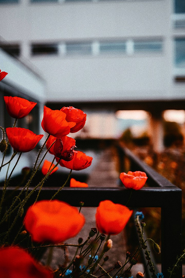 Flowers