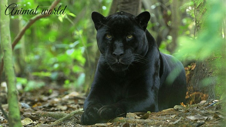 Animal world.