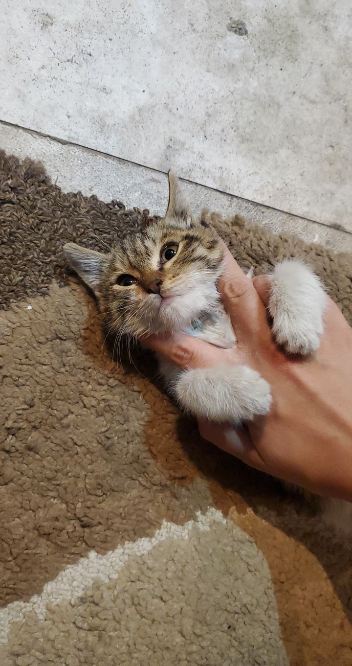 cat