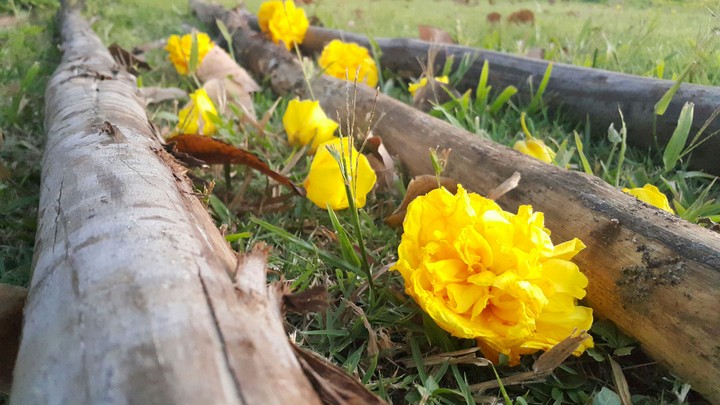 yellow tabebuya