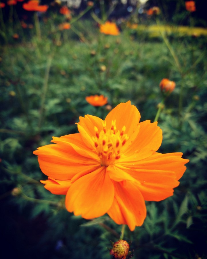 #Flowers #Nature #mobilepic