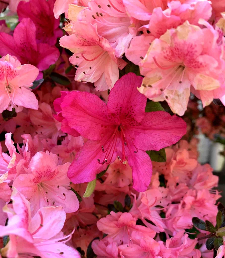 pink flowers