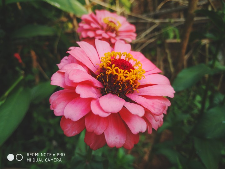 love flowers