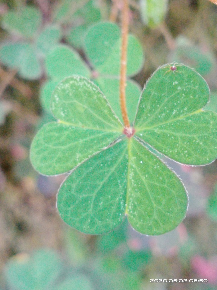 cloverlover
