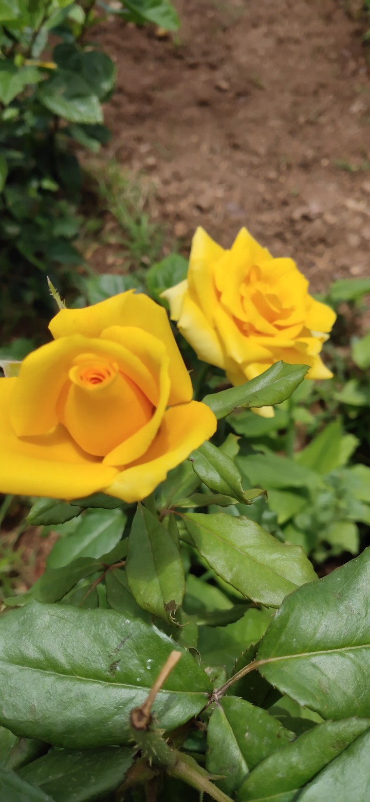 yellow rose
