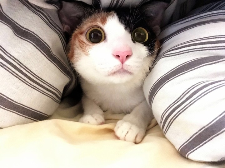 cutie