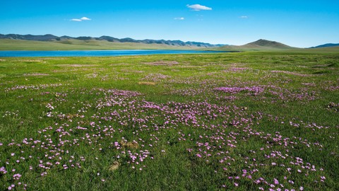 sfondi tundra, Field