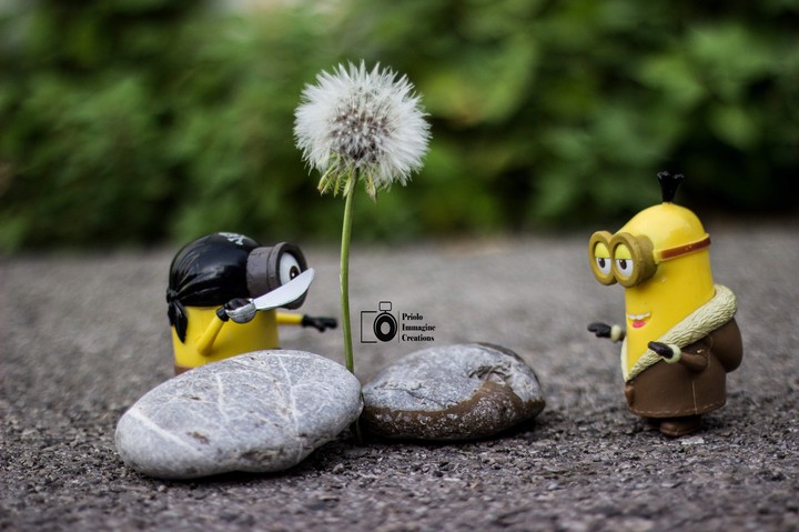 Minions pics