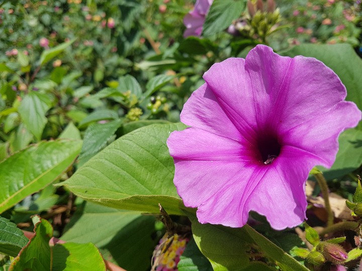 purple