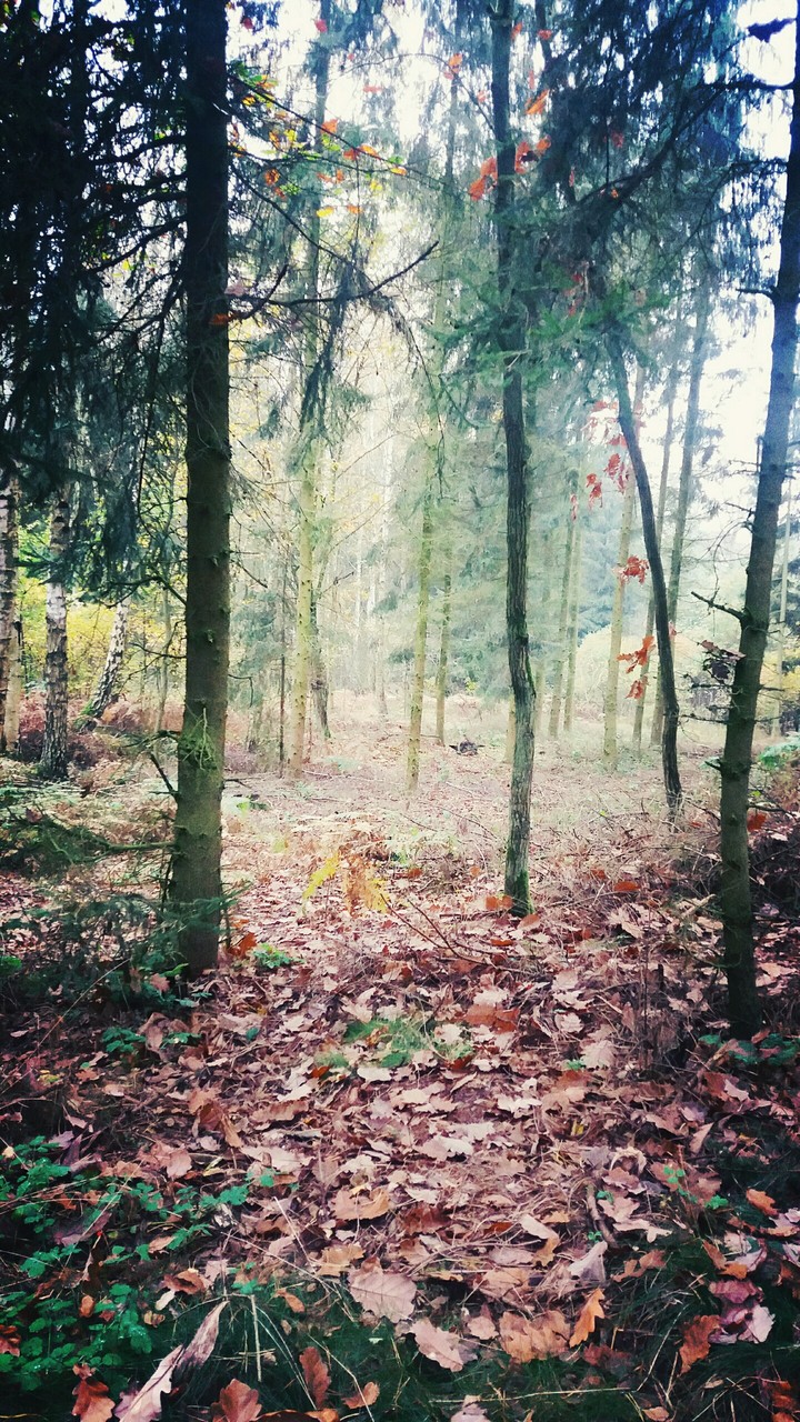 forest